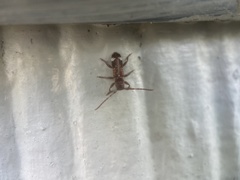 Psenocerus supernotatus