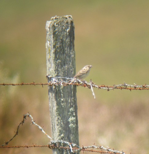 Ammodramus savannarum