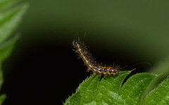 Euplagia quadripunctaria