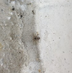 Arachnida
