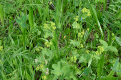 Alchemilla sarmatica