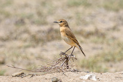 Oenanthe isabellina