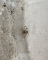 Arachnida