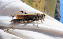 Diponthus cribratus