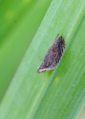 Lophops carinata