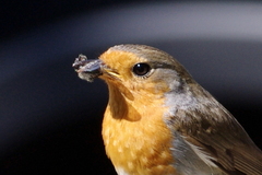 Erithacus rubecula