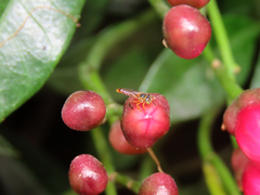 Tetragonisca angustula