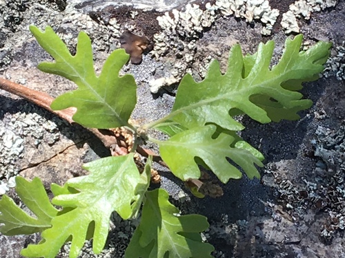 iNaturalist observation photo of valley oak