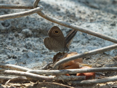 Ypthima asterope asterope