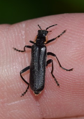 Cantharis paradoxa