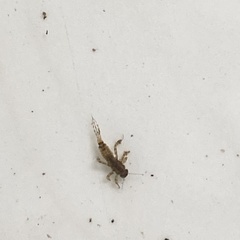Leptophlebiidae