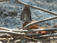 Ypthima asterope asterope