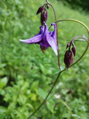 Dark columbine (Aquilegia atrata)