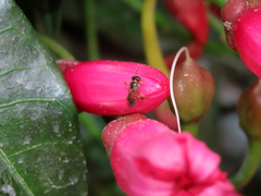 Plebeia droryana