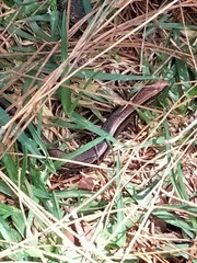 Scincella gemmingeri