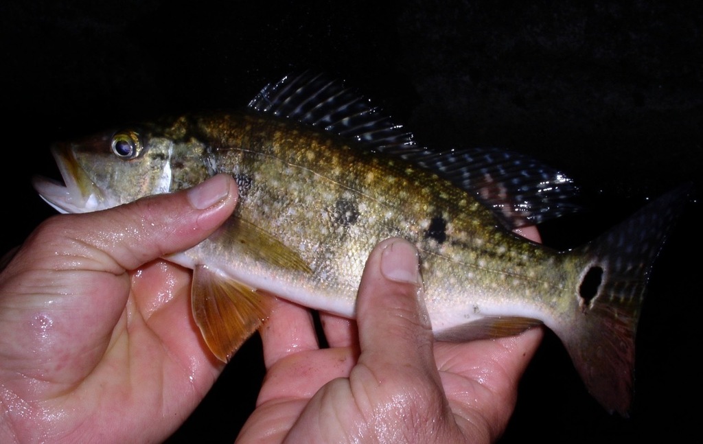 Spotted Peacock Bass