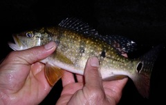 Cichla