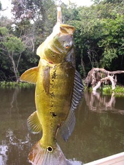 Cichla ocellaris