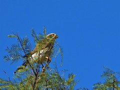 Spiziapteryx circumcincta