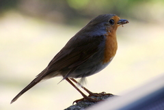 Erithacus rubecula