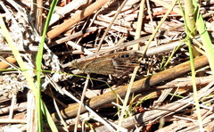 Pampasatyrus gyrtone