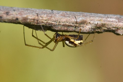 Dana Sheet-web Micro-weaver