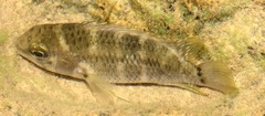 Cichlinae