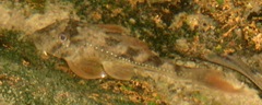 Loricariidae