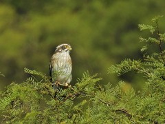 Spiziapteryx circumcincta