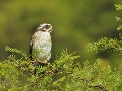 Spiziapteryx circumcincta