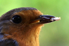 Erithacus rubecula