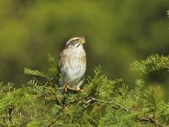 Spiziapteryx circumcincta