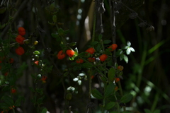Galium hypocarpium