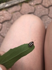 Calligrapha californica