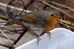 Erithacus rubecula