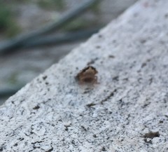 Auchenorrhyncha