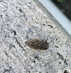 Auchenorrhyncha