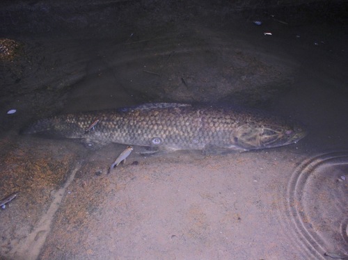 Aimara (Hoplias macrophthalmus) — Erythrinidae — 4