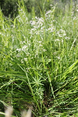 Galium paniculatum