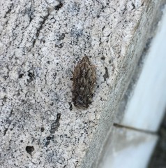 Auchenorrhyncha