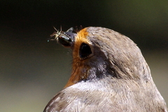 Erithacus rubecula