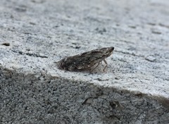 Auchenorrhyncha