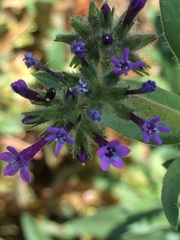 Allophyllum gilioides