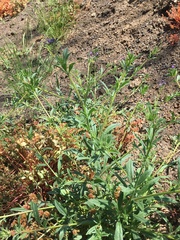 Allophyllum gilioides