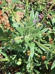 Allophyllum gilioides