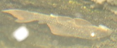 Hypostomus