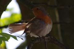 Erithacus rubecula