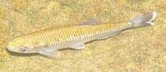 Brycon pesu