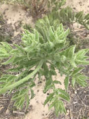 Oenothera cinerea cinerea