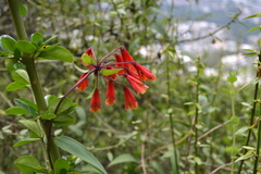 Bomarea multiflora